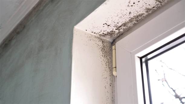 Best Air Quality Testing for Mold Spores  in Cashmere, WA